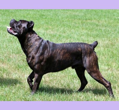 sleeping giant cane corso