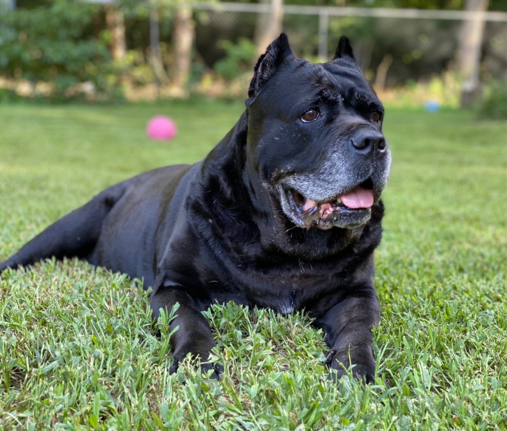 Compass, celebrated her 13th Birthday on the 3rd.
