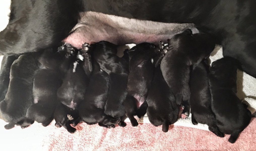 Cane Corso Breeder In Ct Sleeping Giant Cane Corso
